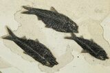 Stunning Green River Fossil Fish Mural with Large Mioplosus #233854-6